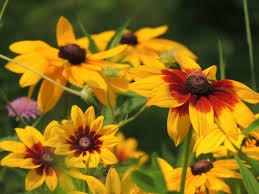 Attēlu rezultāti vaicājumam “Rudbeckia hirta var. pulcherrima flower”
