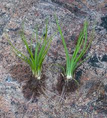 Attēlu rezultāti vaicājumam “Isoetes lacustris”