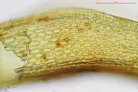 Attēlu rezultāti vaicājumam “Hymenostylium recurvirostrum”