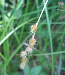 Attēlu rezultāti vaicājumam “Carex lepidocarpa leaf”