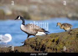 Attēlu rezultāti vaicājumam “Branta canadensis adult”