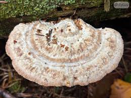 Attēlu rezultāti vaicājumam “Anomoporia bombycina”