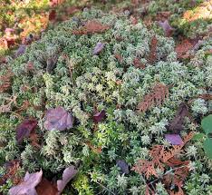 Attēlu rezultāti vaicājumam “Neckera pennata sporophyte”