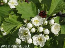 Attēlu rezultāti vaicājumam “Crataegus submollis fruit”