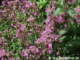 Attēlu rezultāti vaicājumam “Silene viscaria leaf”