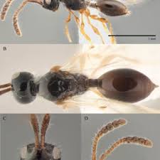 Attēlu rezultāti vaicājumam “Ommatoiulus vilnensis”
