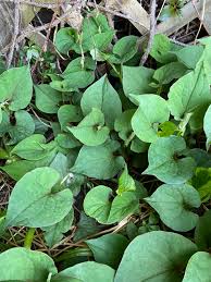 Attēlu rezultāti vaicājumam “Fagopyrum esculentum leaf”