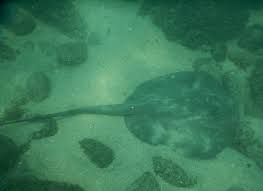 Image result for Styracura pacifica