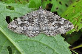 Attēlu rezultāti vaicājumam “Alcis repandata”