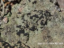 Attēlu rezultāti vaicājumam “Trapeliopsis granulosa”