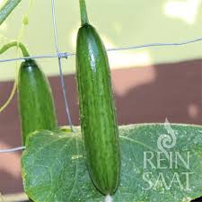 Image result for Gurke