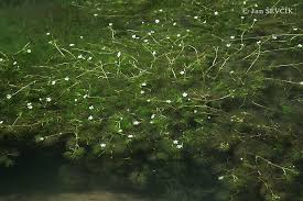 Attēlu rezultāti vaicājumam “Batrachium”