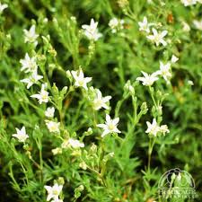 Attēlu rezultāti vaicājumam “Arenaria procera”