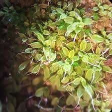 Attēlu rezultāti vaicājumam “Pottiales”