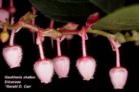 Attēlu rezultāti vaicājumam “Ericaceae”