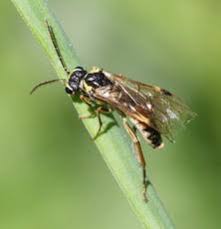 Attēlu rezultāti vaicājumam “Tenthredinidae”