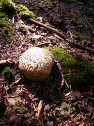 Attēlu rezultāti vaicājumam “Sclerophora pallida”