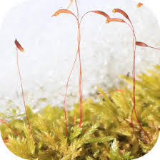 Attēlu rezultāti vaicājumam “Callicladium haldanianum sporophyte”