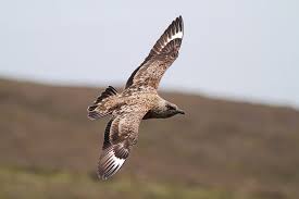 Image result for Stercorarius skua