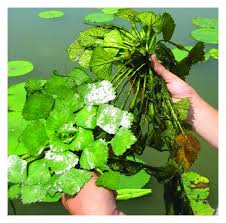 Attēlu rezultāti vaicājumam “Trapaceae”