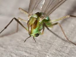 Attēlu rezultāti vaicājumam “Tanytarsus”