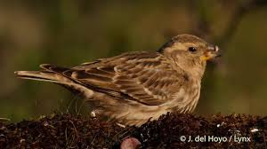 Image result for Petronia petronia