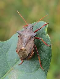 Attēlu rezultāti vaicājumam “Picromerus bidens”