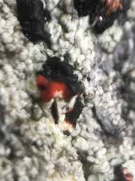 Attēlu rezultāti vaicājumam “Mycoblastus sanguinarius”