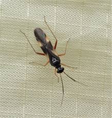 Attēlu rezultāti vaicājumam “Dryophilocoris flavoquadrimaculatus imago”