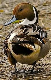 Attēlu rezultāti vaicājumam “Anas acuta male”