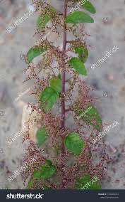 Attēlu rezultāti vaicājumam “Chenopodium polyspermum leaf”