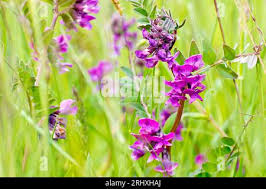 Attēlu rezultāti vaicājumam “Vicia sepium flower”