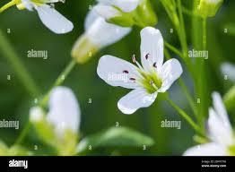 Attēlu rezultāti vaicājumam “Cardamine amara flower”