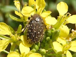 Attēlu rezultāti vaicājumam “Oxythyrea funesta imago”