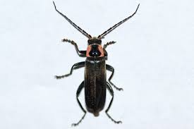 Attēlu rezultāti vaicājumam “Cantharis figurata”