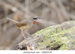 Image result for Luscinia calliope