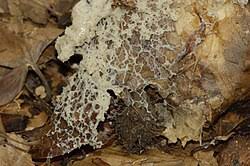 Attēlu rezultāti vaicājumam “Symphytocarpus flaccidus plasmodium”