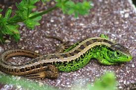 Attēlu rezultāti vaicājumam “Lacerta agilis”