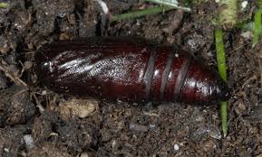 Attēlu rezultāti vaicājumam “Melanchra persicariae”