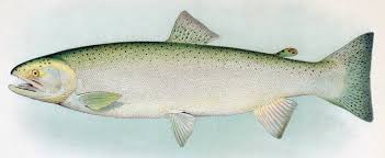 Image result for Oncorhynchus mykiss