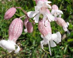 Attēlu rezultāti vaicājumam “Silene vulgaris flower”