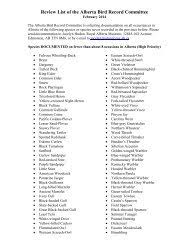 Attēlu rezultāti vaicājumam “Belbodamaeus sp.”