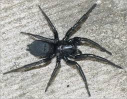 Attēlu rezultāti vaicājumam “Gnaphosidae”