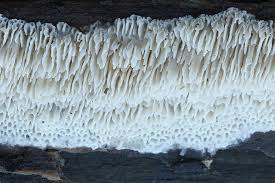 Attēlu rezultāti vaicājumam “Ceriporiopsis aneirina”