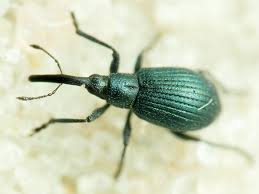 Attēlu rezultāti vaicājumam “Apionidae”