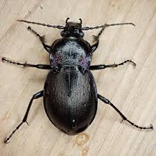 Attēlu rezultāti vaicājumam “Carabus nemoralis”
