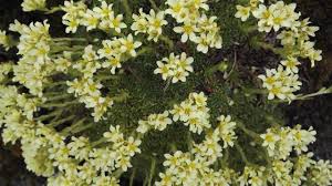 Attēlu rezultāti vaicājumam “Saxifragaceae”