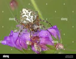 Attēlu rezultāti vaicājumam “Aculepeira ceropegia”