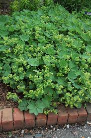 Attēlu rezultāti vaicājumam “Perizoma alchemilla”