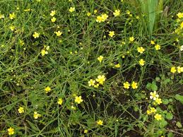 Attēlu rezultāti vaicājumam “Ranunculus flammula”